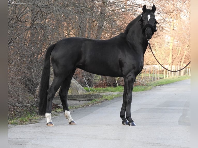 Westfaal Merrie 3 Jaar 163 cm Zwart in Verl