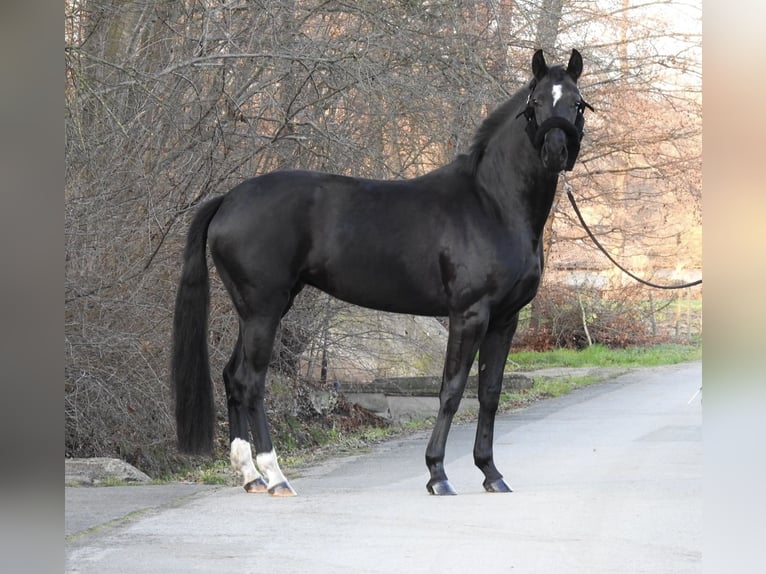 Westfaal Merrie 3 Jaar 163 cm Zwart in Verl