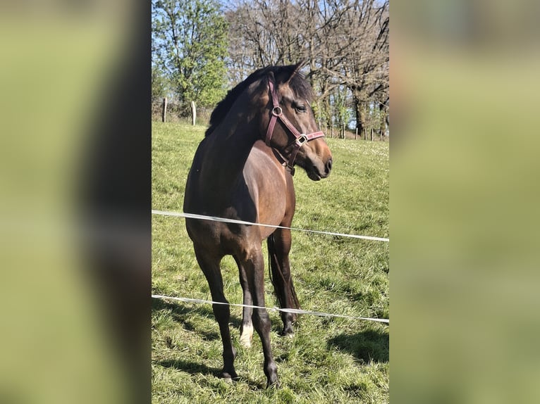 Westfaal Merrie 3 Jaar 164 cm Bruin in Wenden