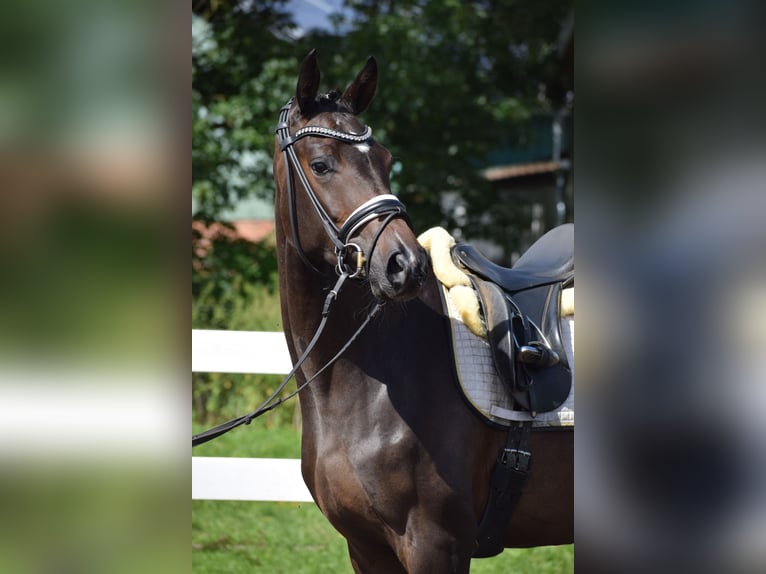 Westfaal Merrie 3 Jaar 164 cm Bruin in Dätgen