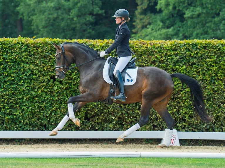 Westfaal Merrie 3 Jaar 164 cm Donkerbruin in M&#xFC;nster-Handorf