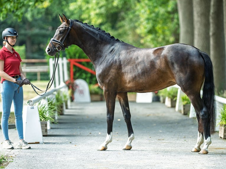 Westfaal Merrie 3 Jaar 164 cm Donkerbruin in M&#xFC;nster-Handorf