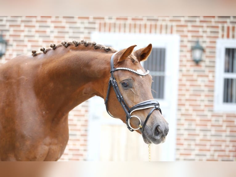 Westfaal Merrie 3 Jaar 164 cm Donkere-vos in Bramsche