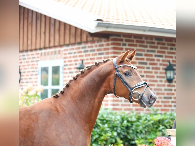 Westfaal Merrie 3 Jaar 164 cm Donkere-vos in Bramsche