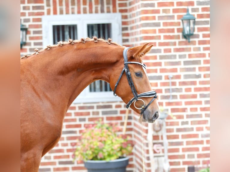 Westfaal Merrie 3 Jaar 164 cm Vos in Bramsche