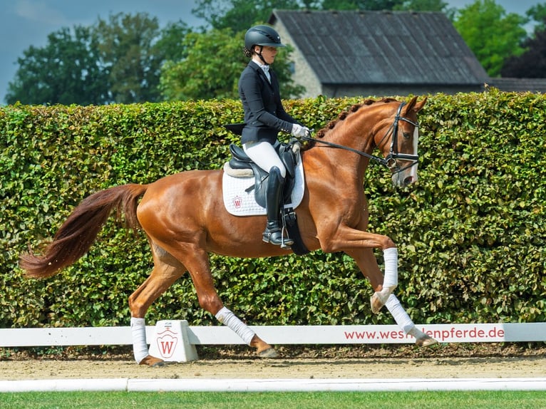 Westfaal Merrie 3 Jaar 164 cm Vos in M&#xFC;nster