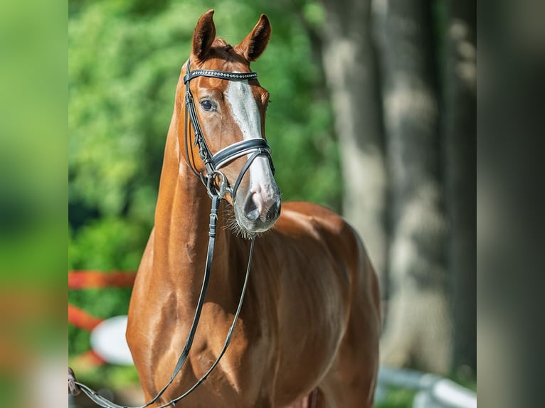 Westfaal Merrie 3 Jaar 164 cm Vos in M&#xFC;nster