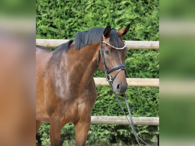 Westfaal Merrie 3 Jaar 165 cm Bruin in Nottuln