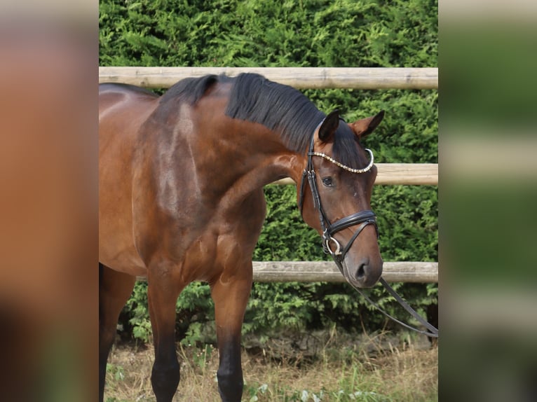 Westfaal Merrie 3 Jaar 165 cm Bruin in Nottuln