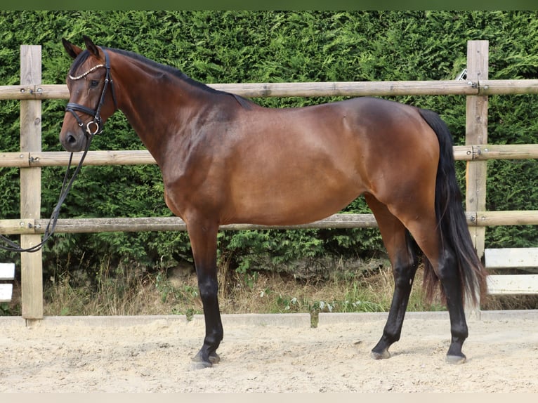 Westfaal Merrie 3 Jaar 165 cm Bruin in Nottuln