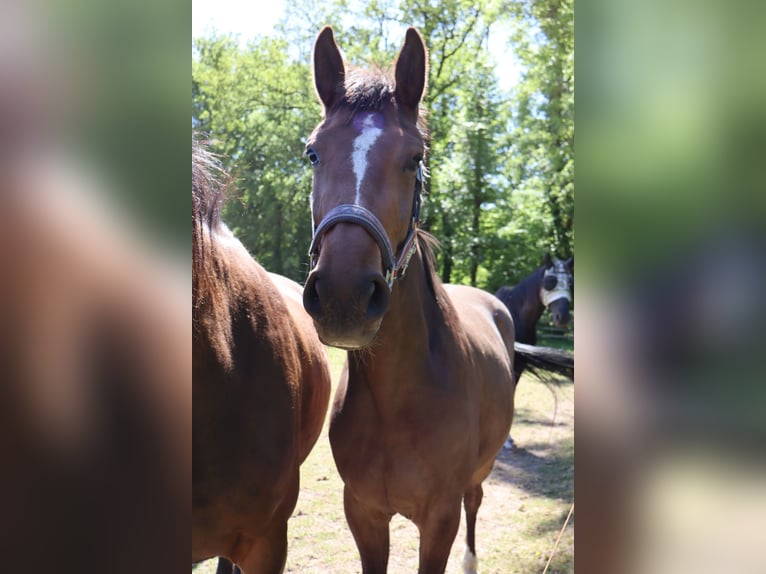 Westfaal Merrie 3 Jaar 165 cm Bruin in Ahaus