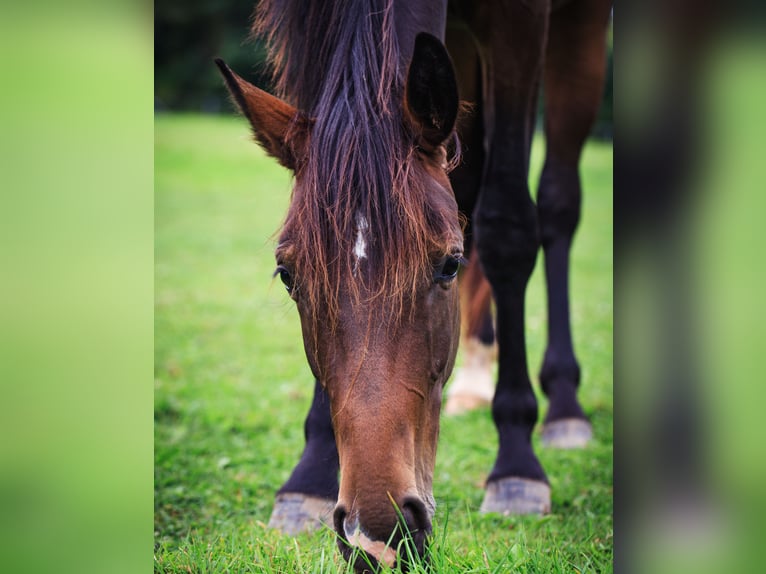 Westfaal Merrie 3 Jaar 165 cm Donkerbruin in Delbrück