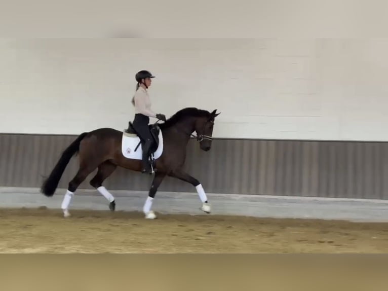 Westfaal Merrie 3 Jaar 165 cm Donkerbruin in Münster-Handorf