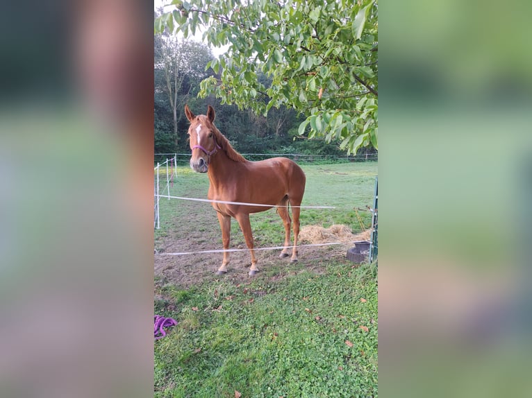 Westfaal Merrie 3 Jaar 165 cm Donkere-vos in Castrop-Rauxel Westfaal Merrie 3 Jaar 165 cm Donkere-vos in Castrop-Rauxel