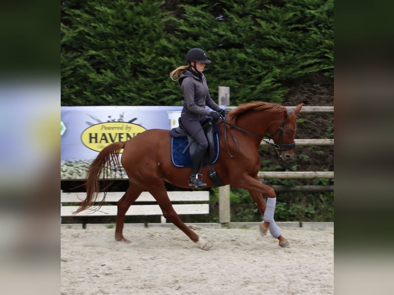 Westfaal Merrie 3 Jaar 165 cm Vos in Nottuln Westfaal Merrie 3 Jaar 165 cm Vos in Nottuln