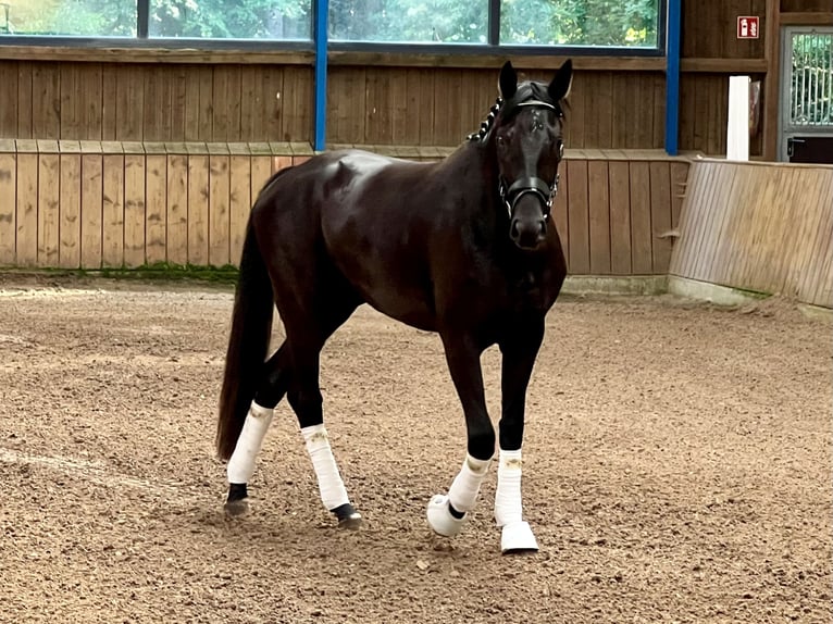 Westfaal Merrie 3 Jaar 165 cm Zwart in Lingen