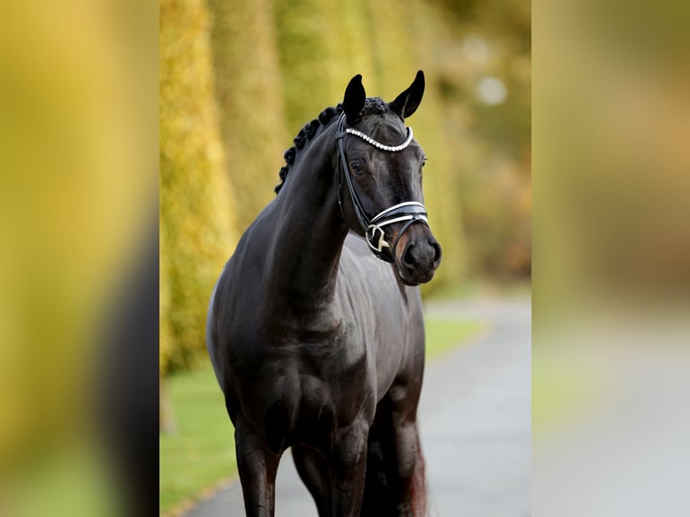Westfaal Merrie 3 Jaar 165 cm Zwartbruin in Steinfurt