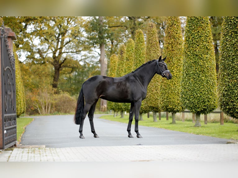 Westfaal Merrie 3 Jaar 165 cm Zwartbruin in Steinfurt