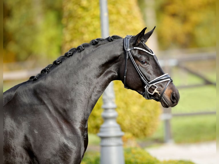 Westfaal Merrie 3 Jaar 165 cm Zwartbruin in Steinfurt