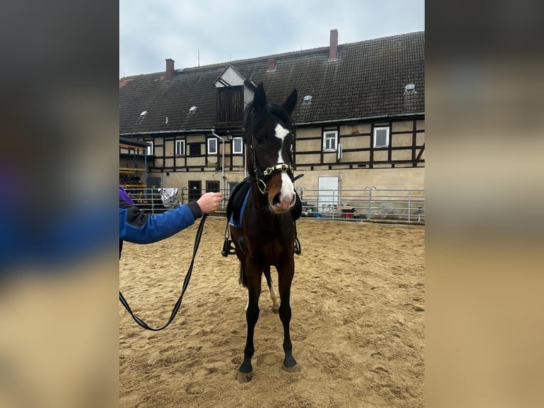 Westfaal Merrie 3 Jaar 165 cm Zwartbruin in M&#xFC;geln