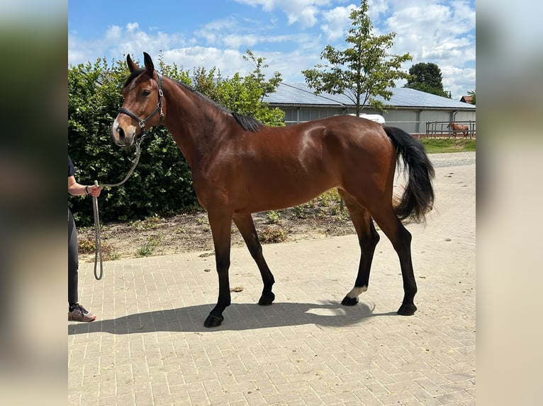 Westfaal Merrie 3 Jaar 166 cm Bruin in Soest