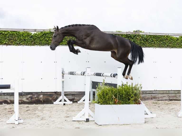 Westfaal Merrie 3 Jaar 166 cm Donkerbruin in Waddinxveen