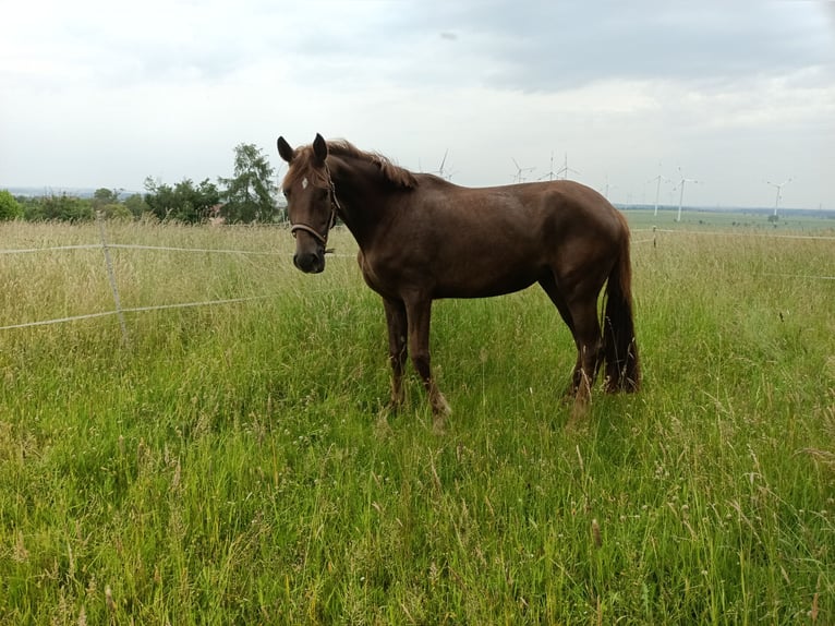 Westfaal Merrie 3 Jaar 166 cm Donkere-vos in M&#xFC;geln