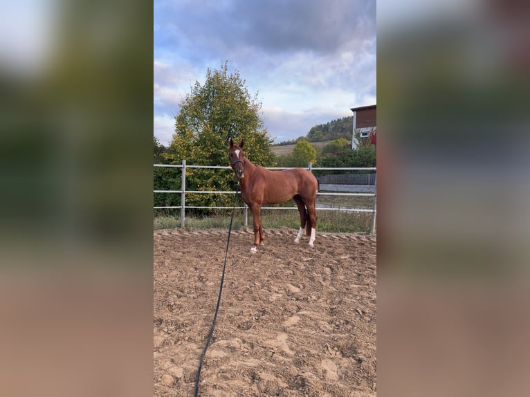 Westfaal Merrie 3 Jaar 166 cm Vos in Jena