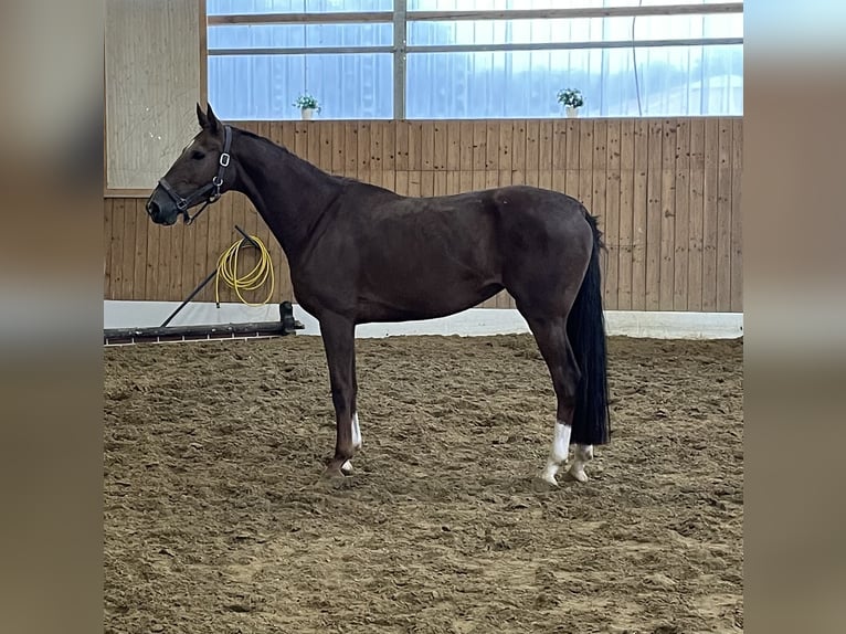 Westfaal Merrie 3 Jaar 166 cm Vos in Verl