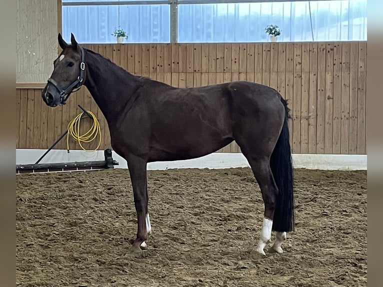 Westfaal Merrie 3 Jaar 166 cm Vos in Verl