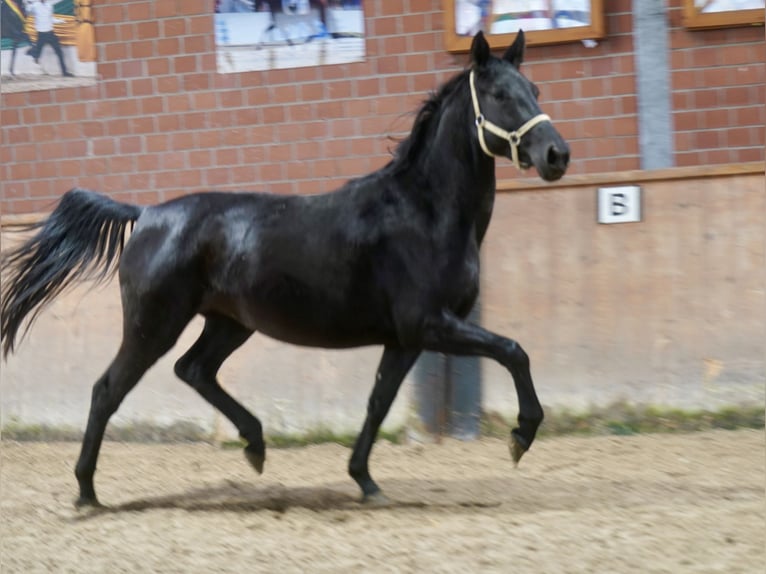 Westfaal Merrie 3 Jaar 166 cm Zwart in Paderborn