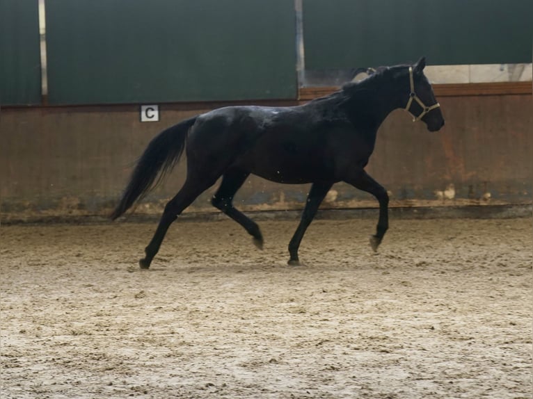 Westfaal Merrie 3 Jaar 166 cm Zwart in Paderborn