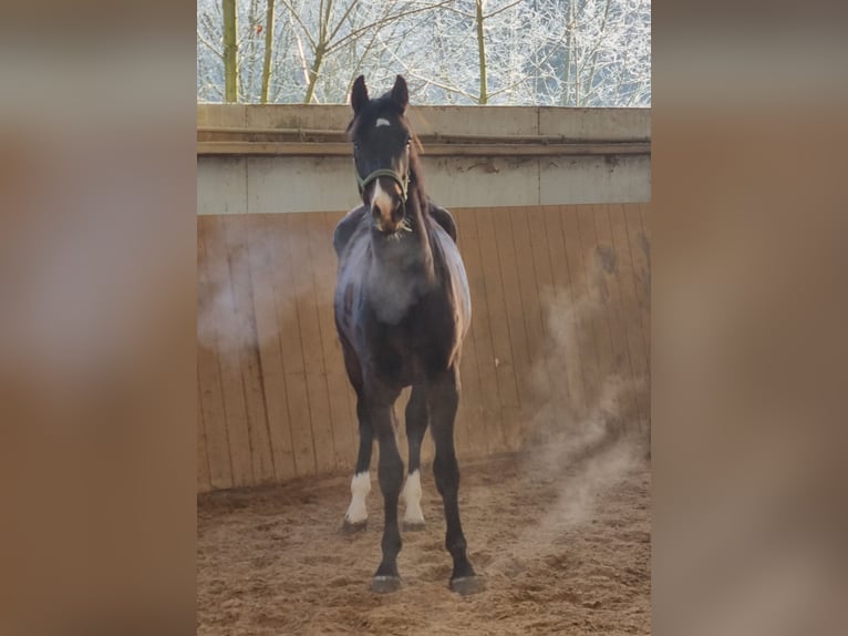 Westfaal Merrie 3 Jaar 166 cm Zwartbruin in Herborn