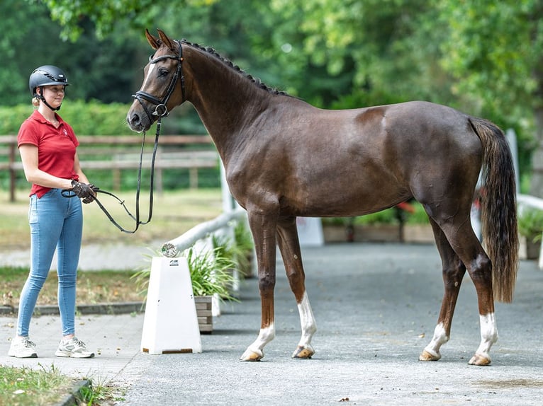Westfaal Merrie 3 Jaar 167 cm Donkere-vos in M&#xFC;nster