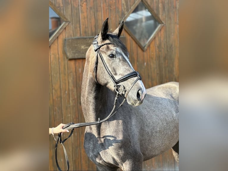 Westfaal Merrie 3 Jaar 167 cm Schimmel in Hamm