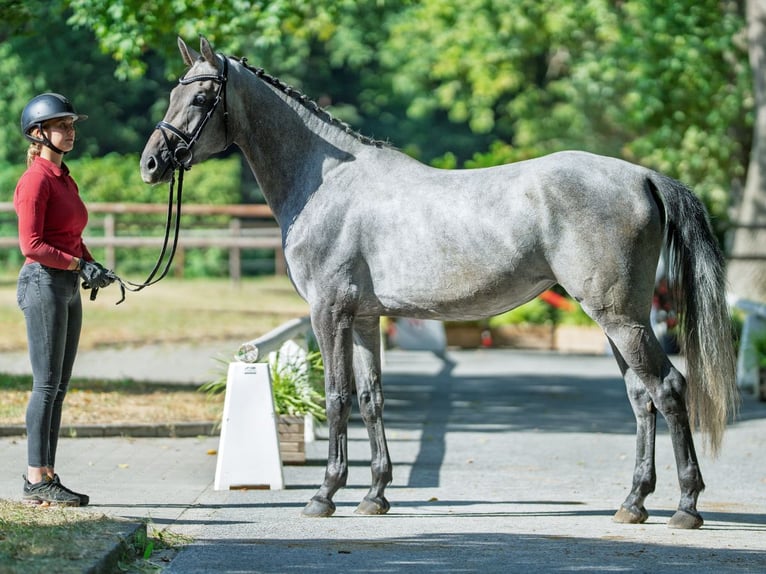 Westfaal Merrie 3 Jaar 167 cm Schimmel in M&#xFC;nster-Handorf