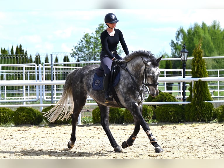Westfaal Merrie 3 Jaar 168 cm Appelschimmel in Wysin