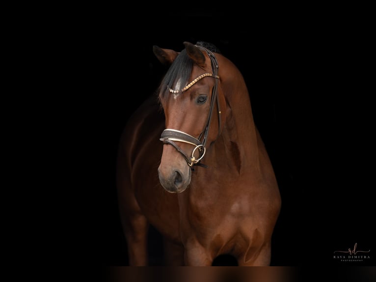 Westfaal Merrie 3 Jaar 168 cm Bruin in Wehringen