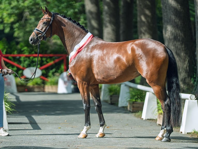 Westfaal Merrie 3 Jaar 168 cm Bruin in M&#xFC;nster-Handorf