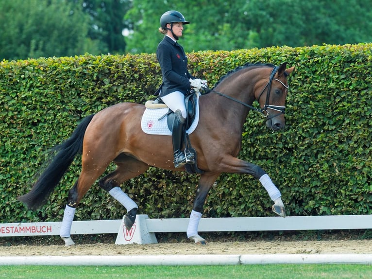 Westfaal Merrie 3 Jaar 168 cm Bruin in M&#xFC;nster-Handorf