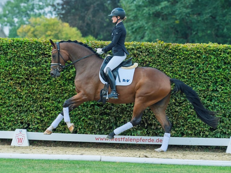 Westfaal Merrie 3 Jaar 168 cm Bruin in M&#xFC;nster-Handorf