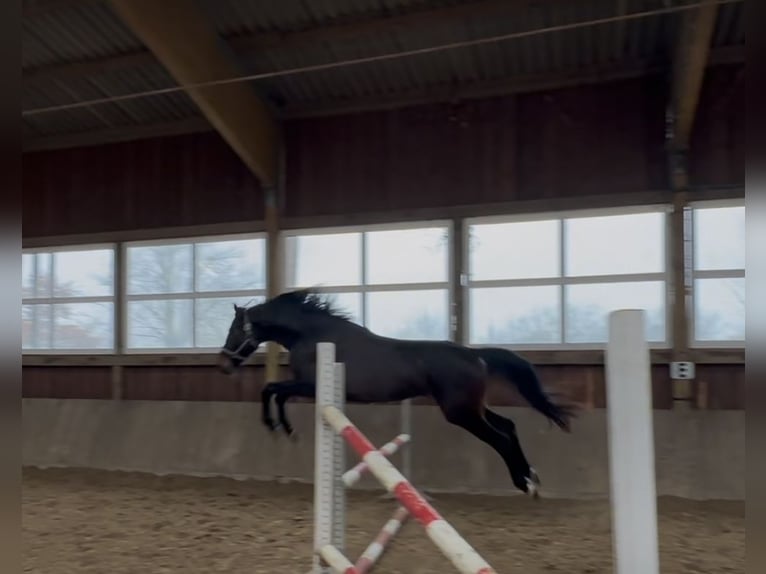 Westfaal Merrie 3 Jaar 168 cm Donkerbruin in Arnsberg