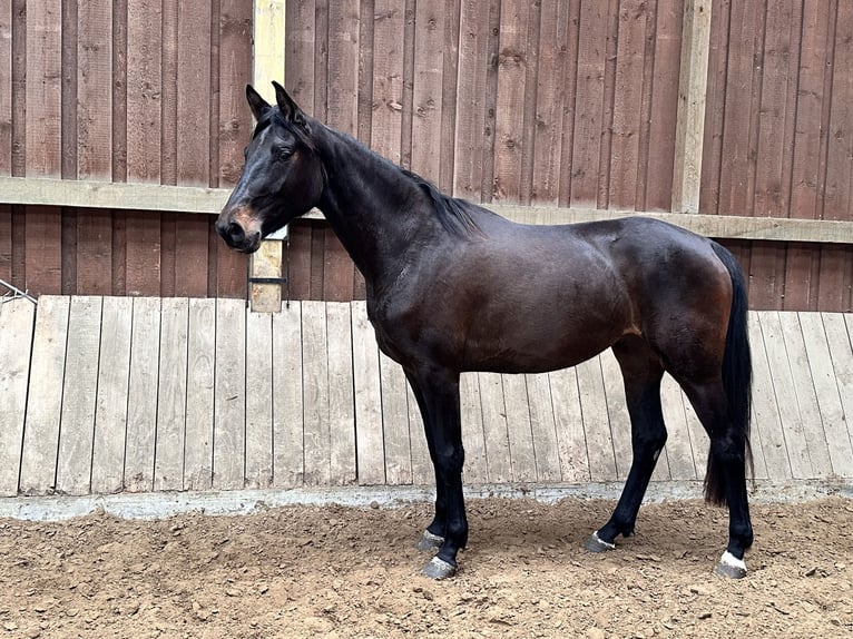 Westfaal Merrie 3 Jaar 168 cm Donkerbruin in Arnsberg