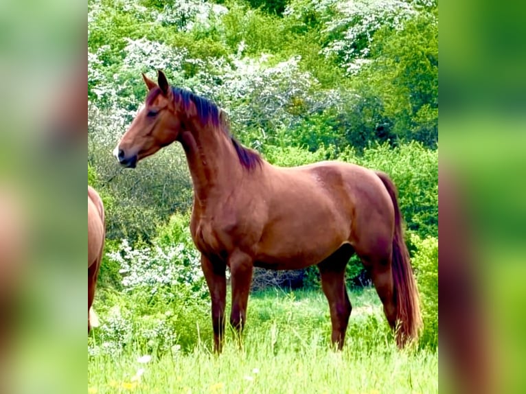 Westfaal Merrie 3 Jaar 168 cm Donkere-vos in Ensdorf