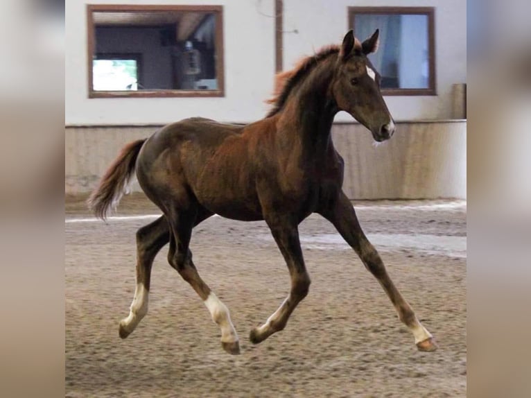 Westfaal Merrie 3 Jaar 168 cm Donkere-vos in Ensdorf