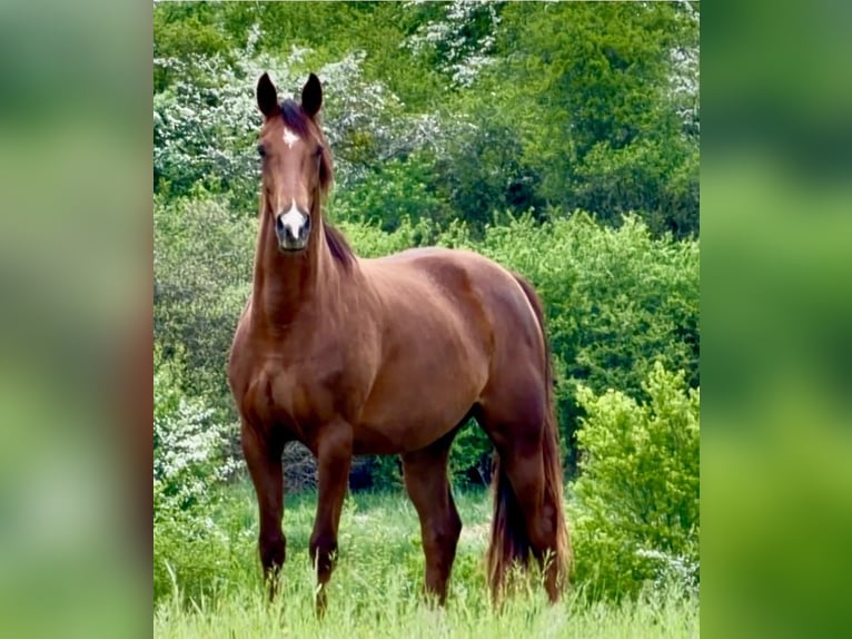 Westfaal Merrie 3 Jaar 168 cm Donkere-vos in Ensdorf