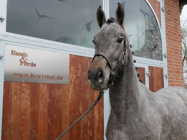 Westfaal Merrie 3 Jaar 168 cm Schimmel in Dorsten