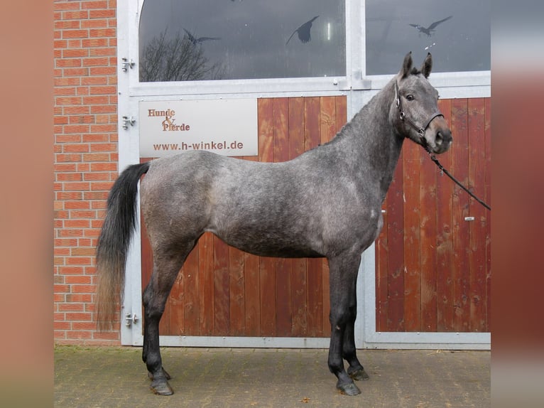 Westfaal Merrie 3 Jaar 168 cm Schimmel in Dorsten