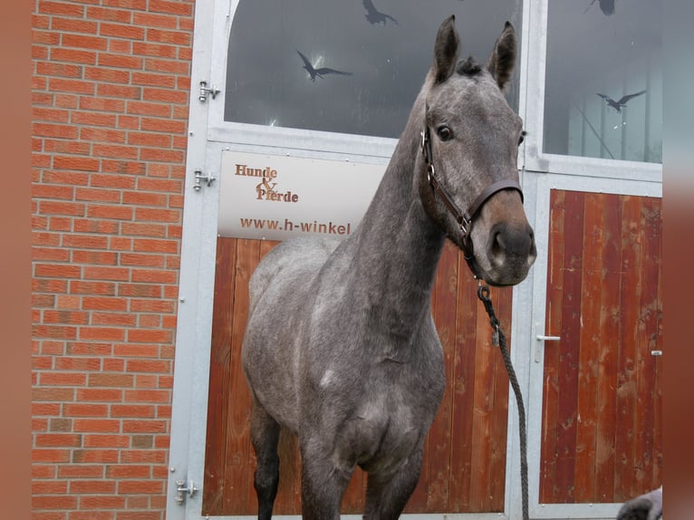 Westfaal Merrie 3 Jaar 168 cm Schimmel in Dorsten