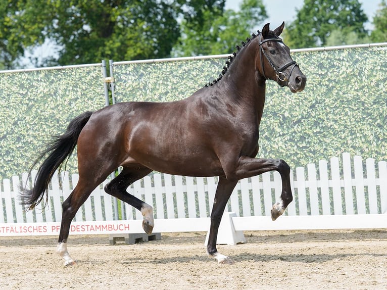 Westfaal Merrie 3 Jaar 168 cm Zwartbruin in Mnster-Handorf